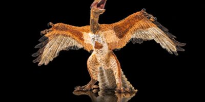 « Il s&rsquo;est mis à pleurer et a failli tomber par terre » : le fossile pelucheux qui a finalement montré au monde que les oiseaux sont des dinosaures