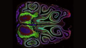 A colorful x-ray image of a mouse nose, showing various pathways with purple, blue and green lines.