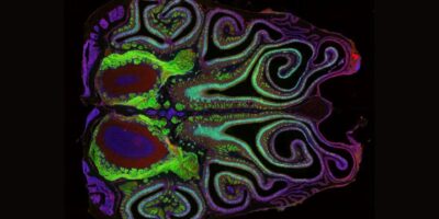 La première carte du nez de la souris révèle des surprises sur l&rsquo;odorat