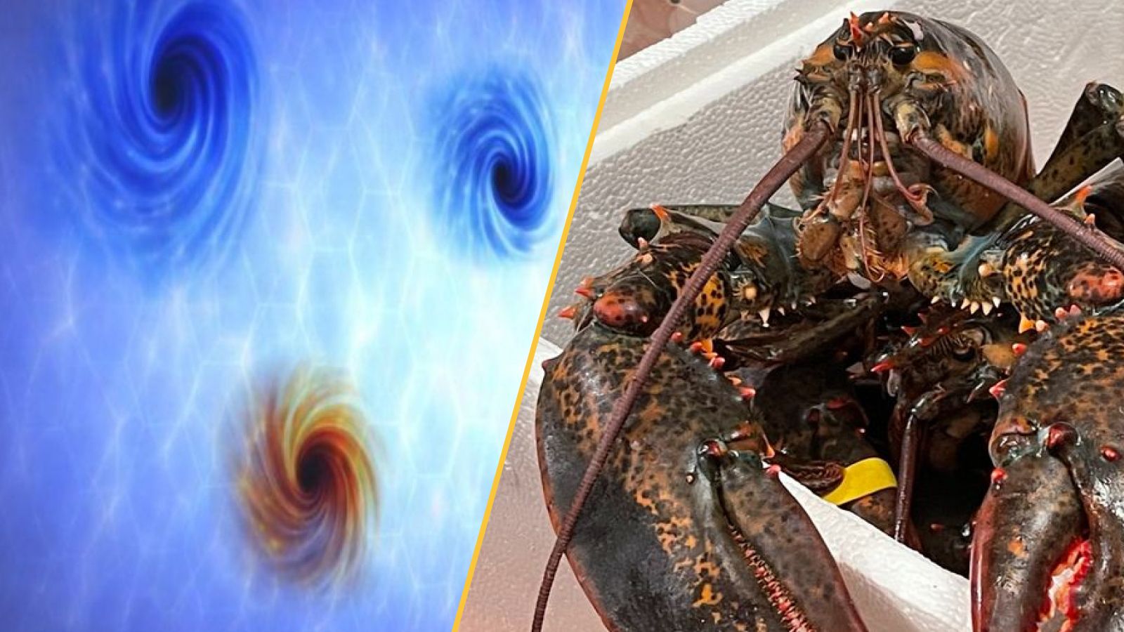 Two images side by side, the one on the left is an illustration of blue and orange black holes and the one on the right is a close up of a green and red lobster.