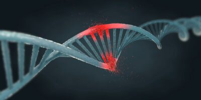 Changer « une seule lettre d’ADN » chez des souris femelles déclenche la croissance des organes génitaux masculins