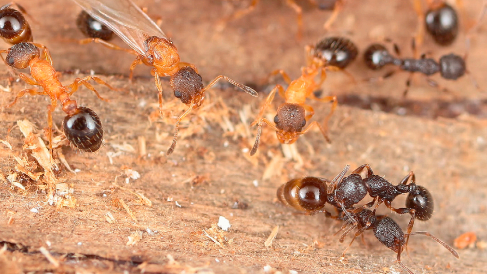 Nid de fourmis contenant de jeunes reines ailées et sans ailes de l'espèce, les hôtesses T. kinomurai (brun clair) et T. makora brun foncé.