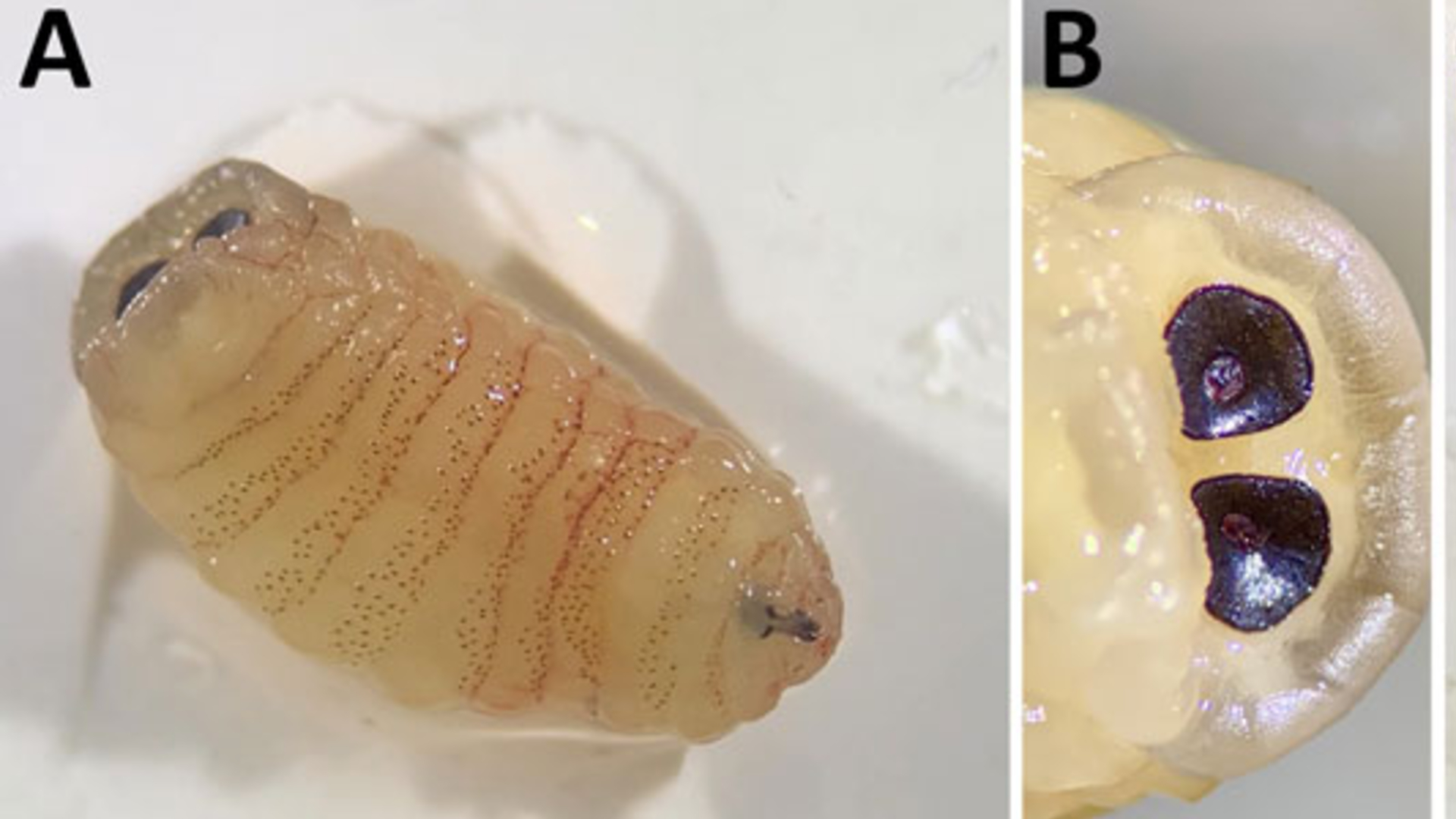 Deux images étiquetées A et B montrent des vers jaunes translucides avec de petites rayures rouges et de grands yeux noirs dans une boîte de Pétri en plastique.