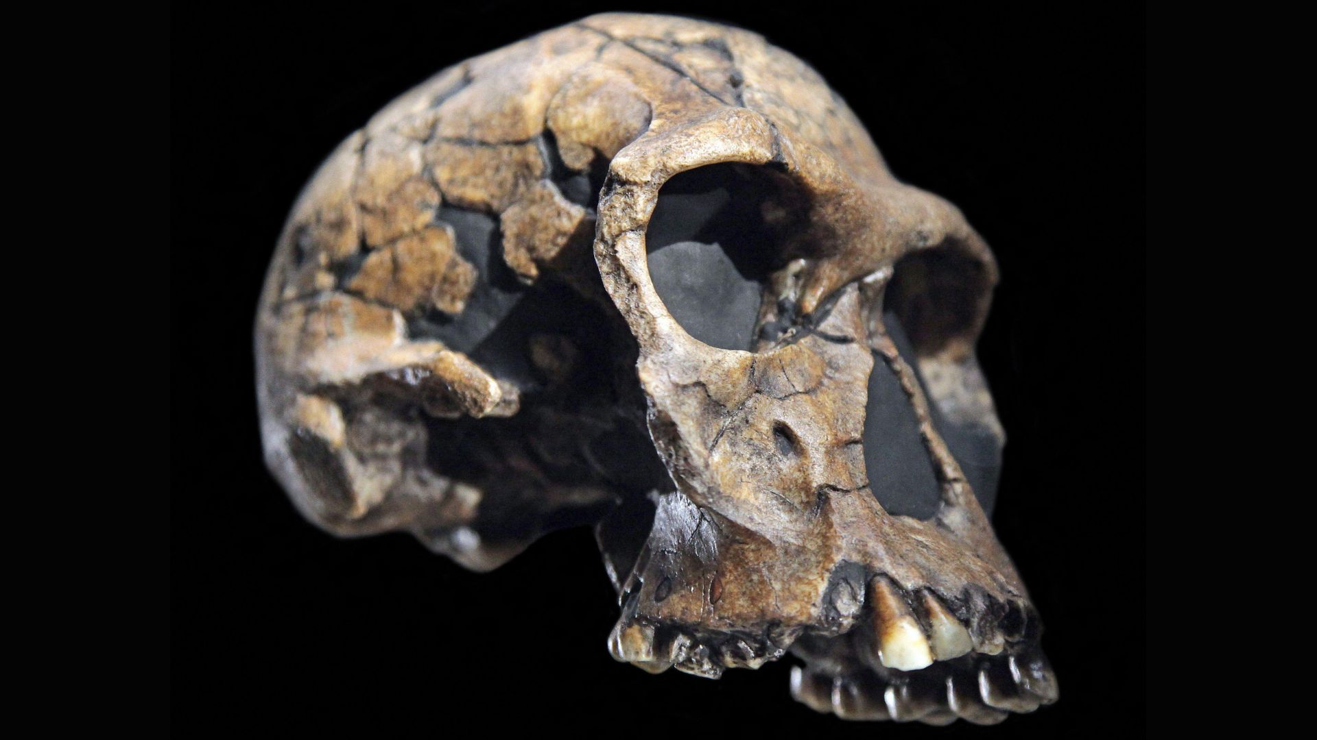 A close up of a reconstructed skull, missing its lower jaw, against a black background
