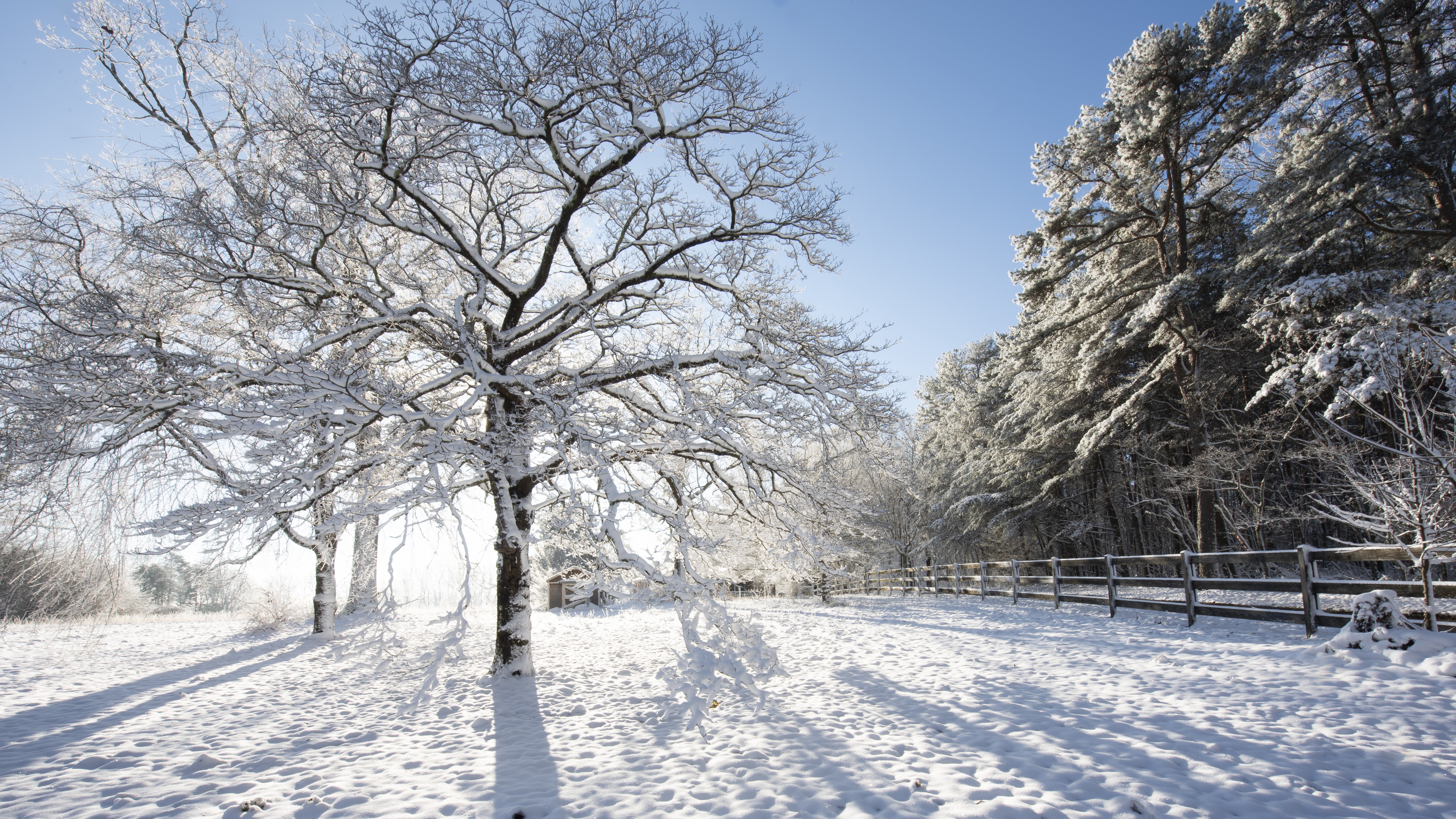 Une photo du soleil qui brille derrière un arbre enneigé en hiver. 