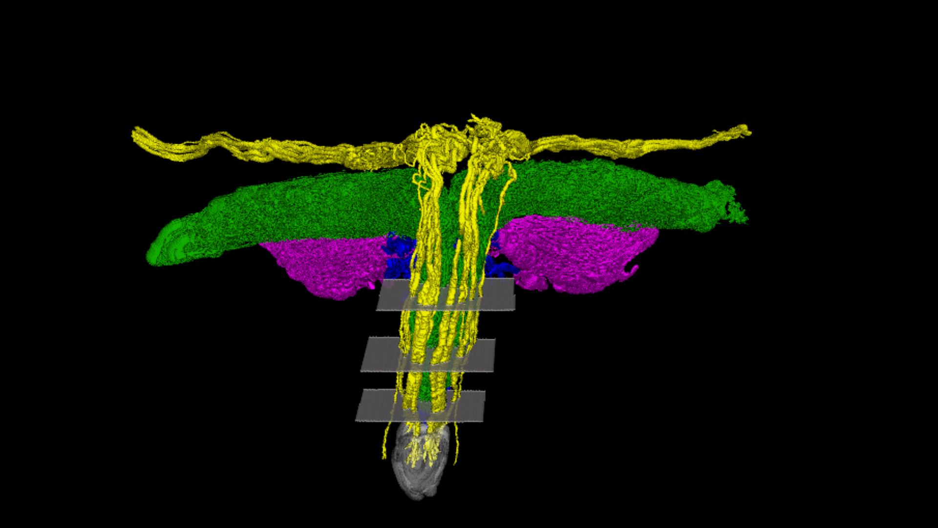 Une carte modélisée en 3D d'un organe en forme de T avec du jaune, du violet et du vert séparant les voies nerveuses clés. 
