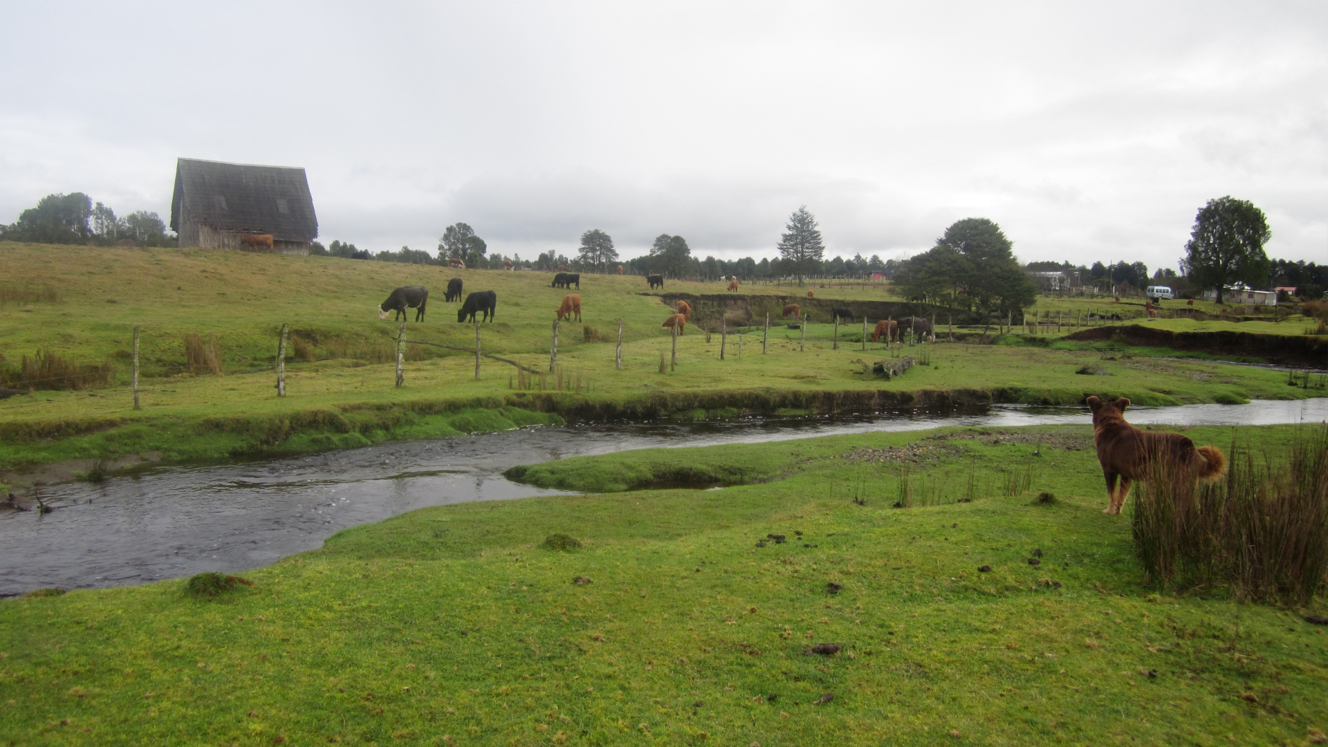 une vue sur un ruisseau avec de l'herbe verte sur les rives et des vaches en arrière-plan