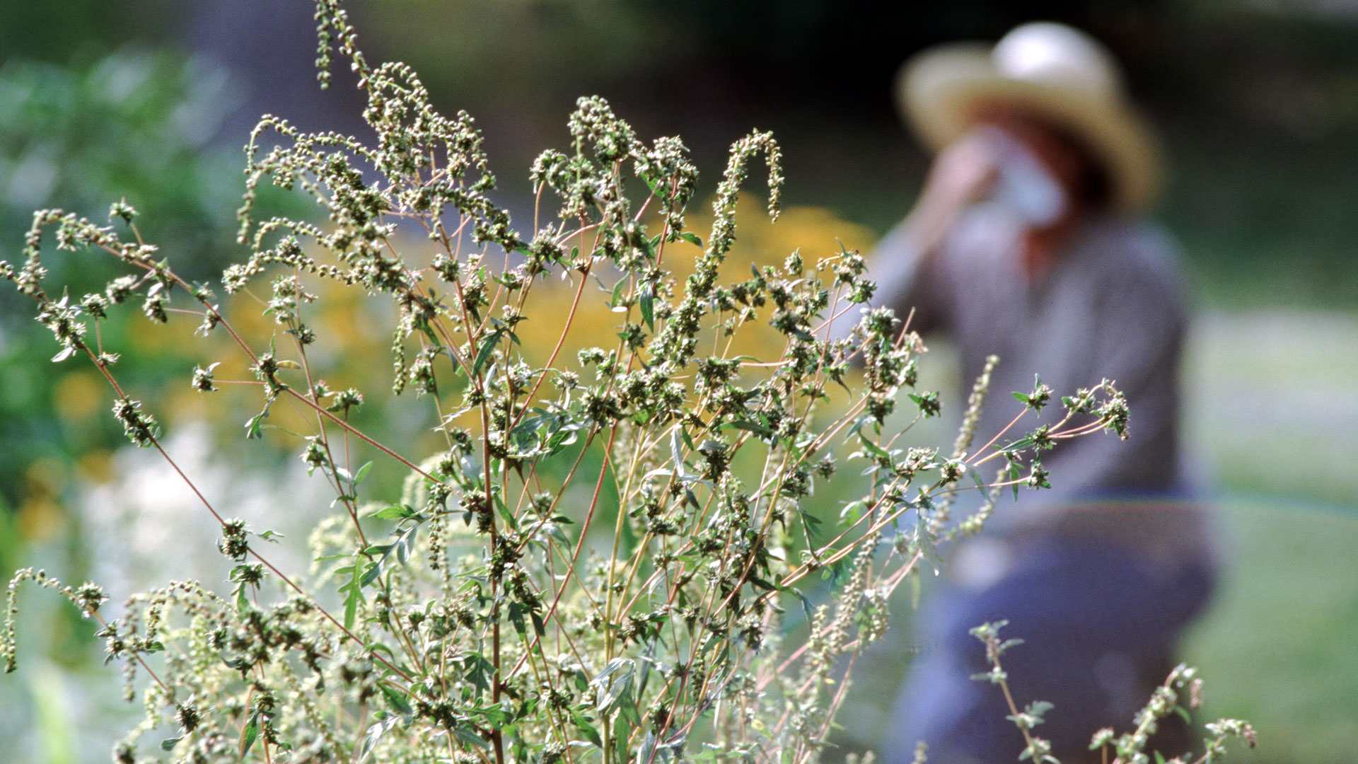Symptômes de la saison des allergies : l’image montre une femme dans un champ