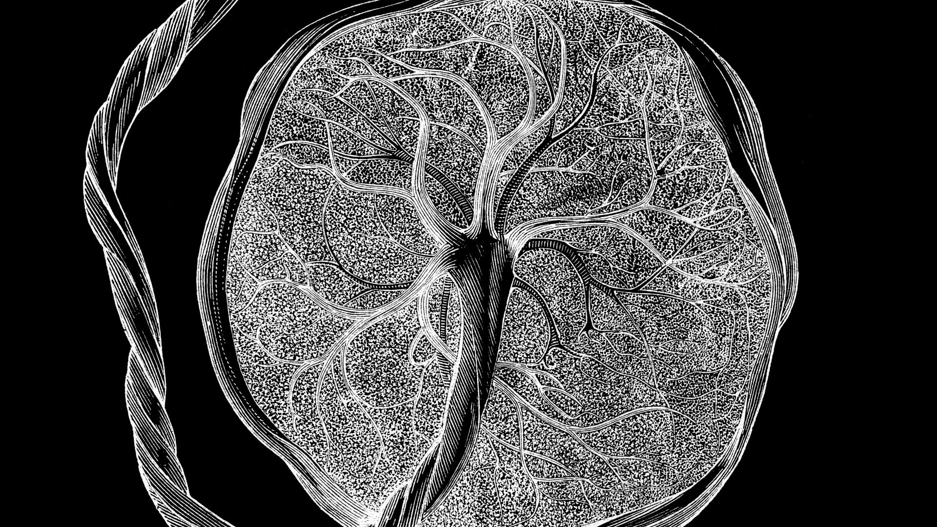 l'illustration montre une représentation en noir et blanc du côté fœtal du placenta