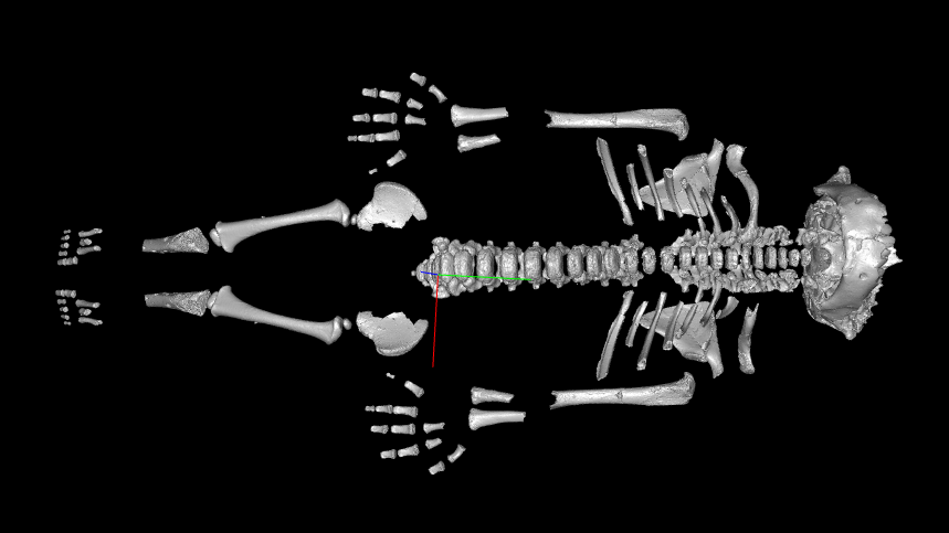 screencap of a 3D model of a Neanderthal child skeleton
