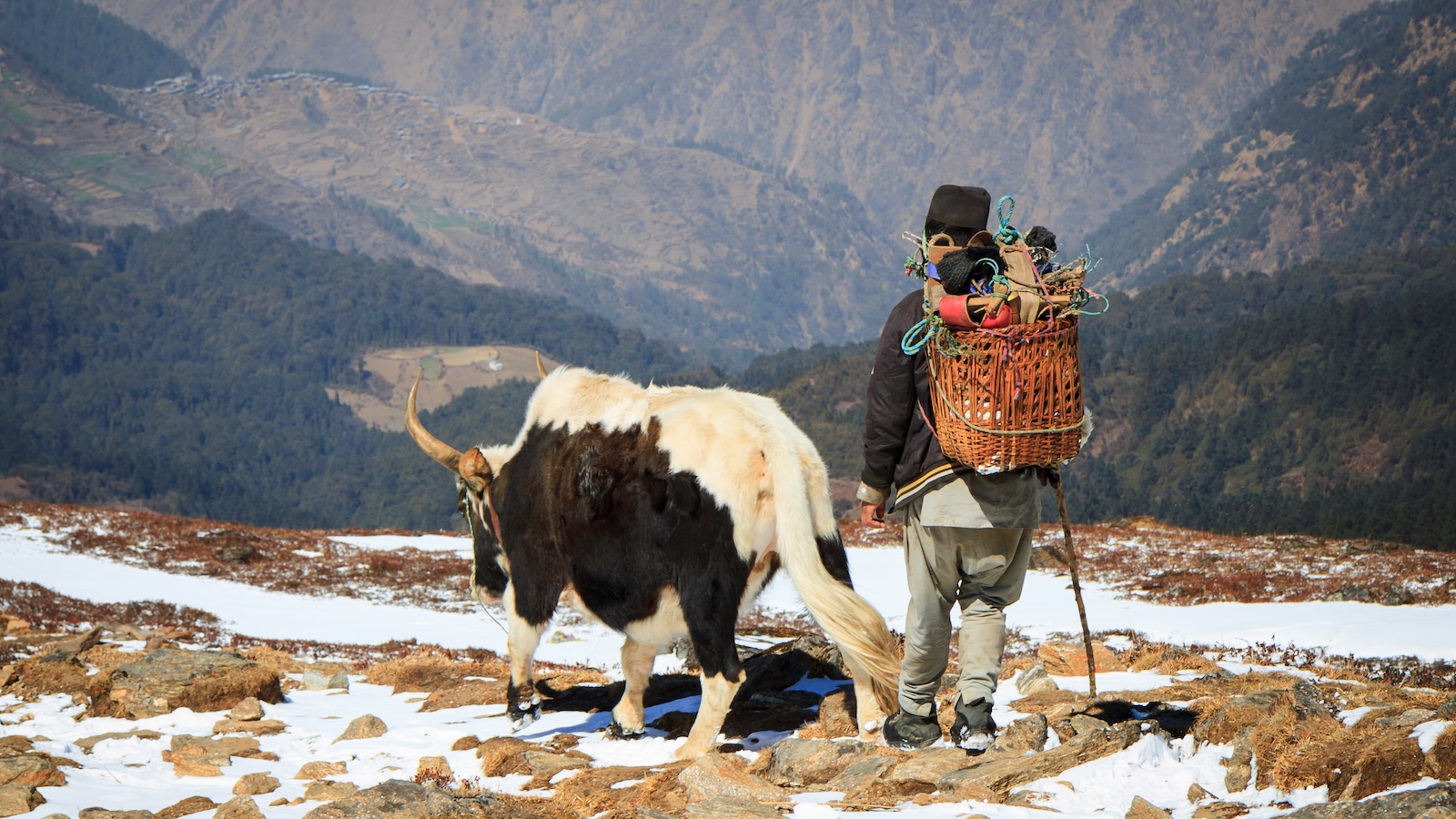 Homme et yak marchant dans l'Himalaya