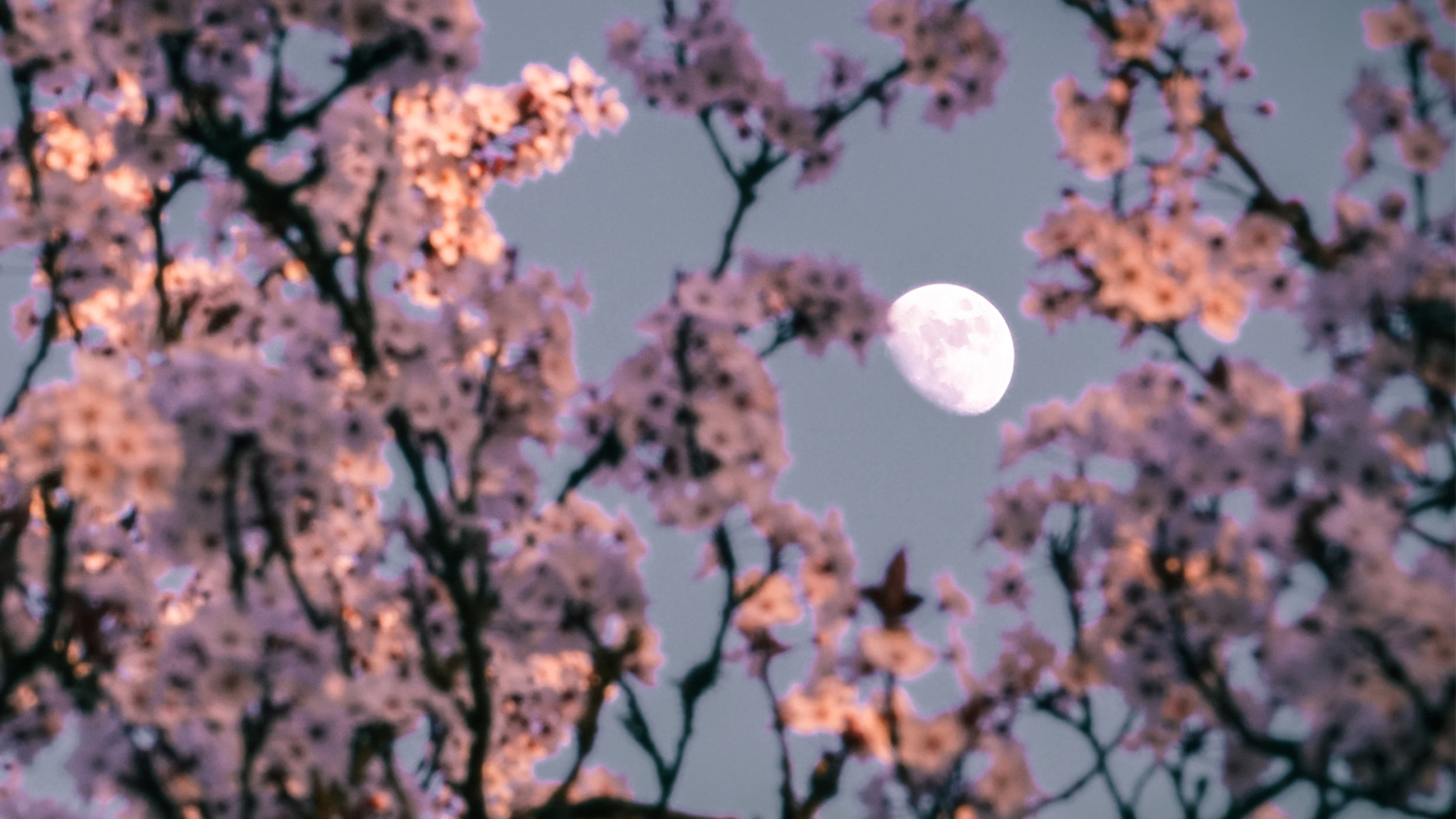 la lune gibbeuse photographiée à travers les branches d'un arbre en fleurs