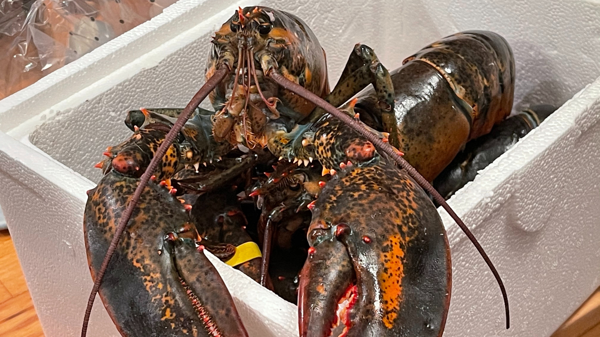 Une paire de homards verts et rouges sont placés dans un récipient carré en polystyrène. 