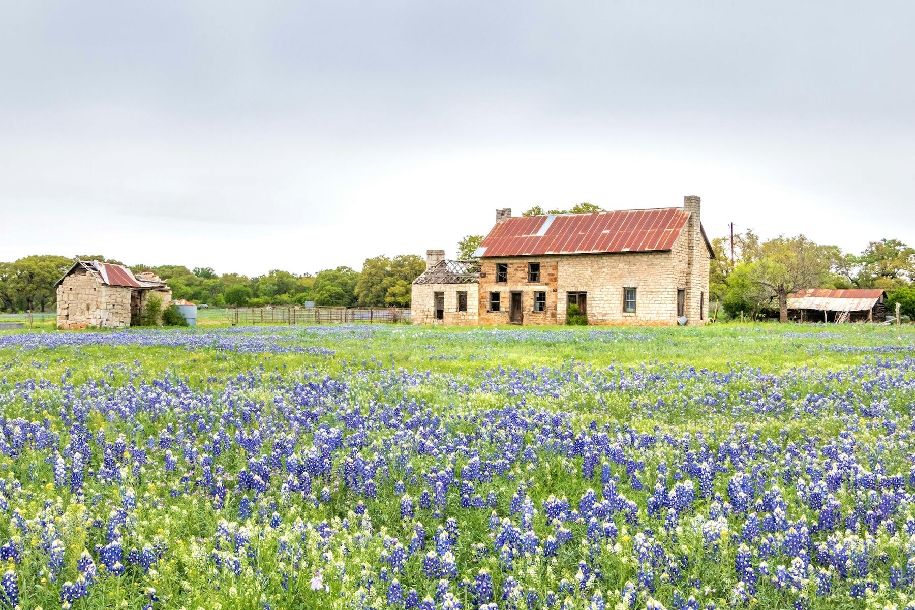 Un road trip aux fleurs sauvages vous montrera une autre facette de cet État