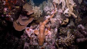 Un requin jamais vu auparavant qui « marche » sur terre découvert au large de la Papouasie-Nouvelle-Guinée