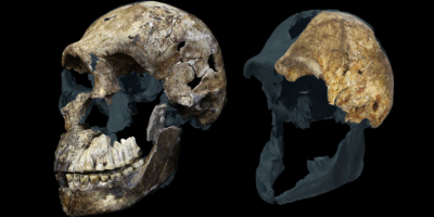 « Un résultat étrange pour un hominidé déjà étrange » : les archéologues découvrent que tous les squelettes d&rsquo;Homo naledi trouvés dans une grotte sud-africaine sont des femmes