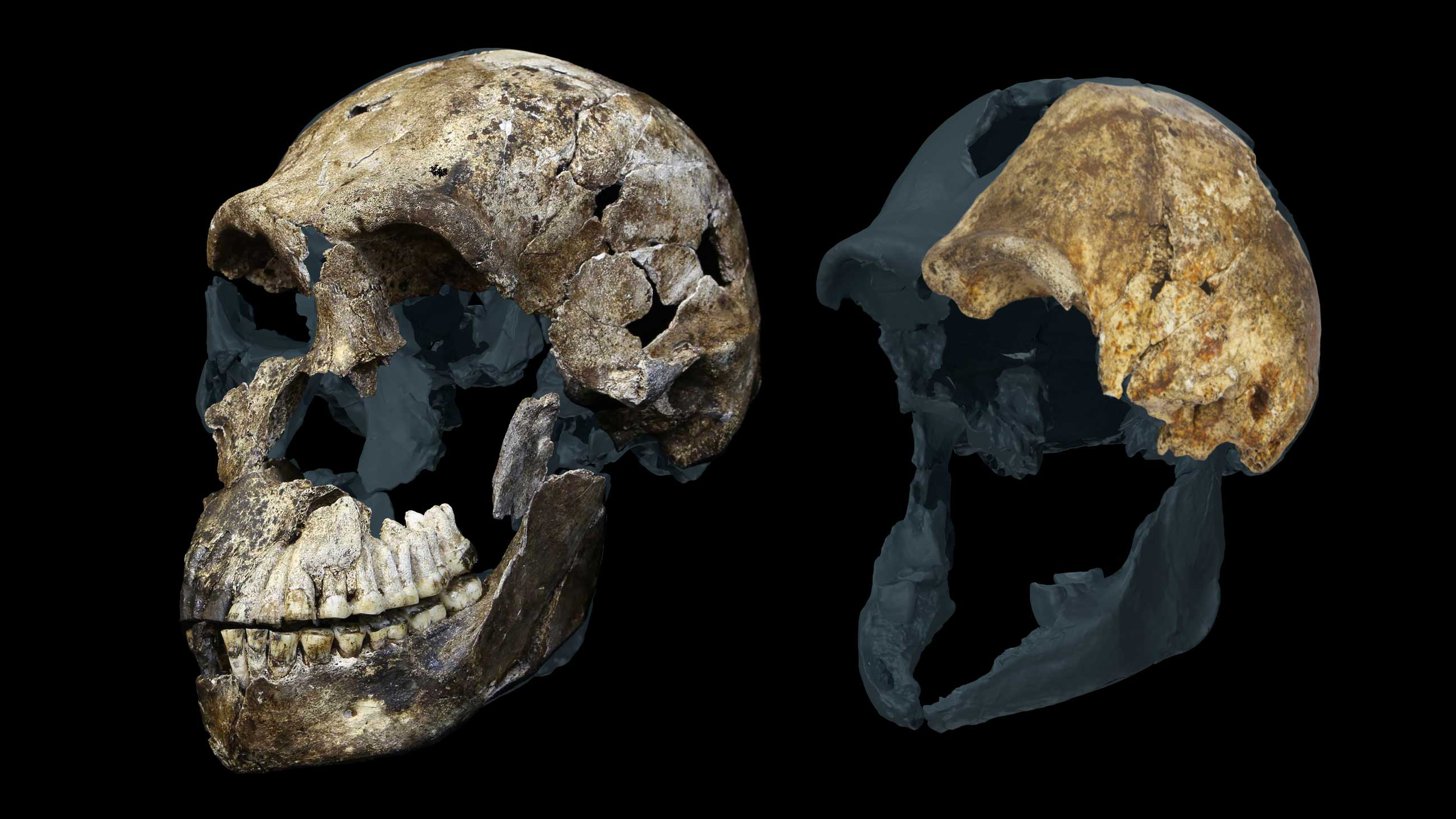 "Un résultat étrange pour un hominidé déjà étrange" : les archéologues découvrent que tous les squelettes d'Homo naledi trouvés dans une grotte sud-africaine sont des femmes