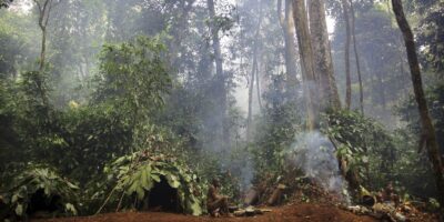 Les premiers Homo sapiens auraient pu vivre dans les forêts tropicales, suggèrent de nouveaux indices – et cela pourrait bouleverser notre compréhension de l&rsquo;évolution humaine