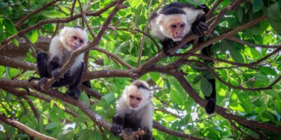 Le changement climatique pousse les mères singes capucins à abandonner leurs bébés