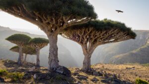 Archipel de Socotra : Les îles yéménites couvertes d'étonnants concombres, bouteilles et arbres à sang de dragon