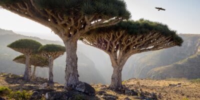 Archipel de Socotra : Les îles yéménites couvertes d&rsquo;étonnants concombres, bouteilles et arbres à sang de dragon