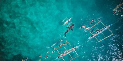 Ces 10 plages américaines populaires sont également des hotspots pour les requins