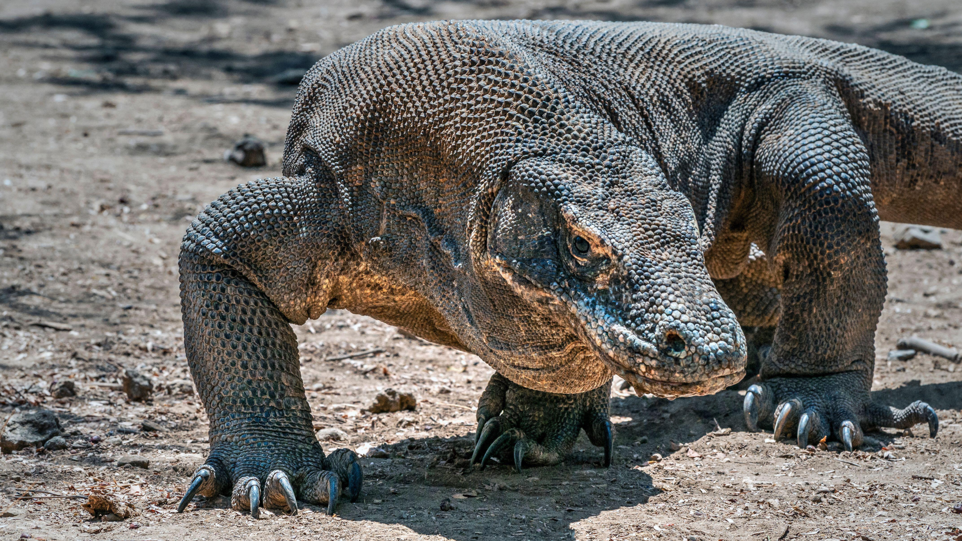 un dragon de Komodo qui a l'air super effrayant