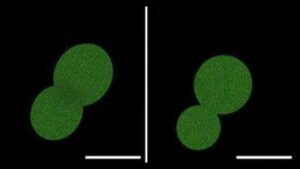 Des scientifiques viennent de créer la cellule la plus réaliste jamais réalisée en laboratoire. Voici ce qu'elle pourrait accomplir