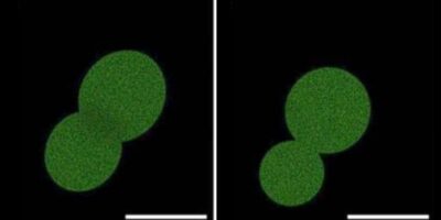 Des scientifiques viennent de créer la cellule la plus réaliste jamais réalisée en laboratoire. Voici ce qu&rsquo;elle pourrait accomplir