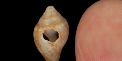 Les Néandertaliens et les humains modernes pourraient avoir partagé leur culture il y a 59 000 ans en Turquie, selon une étude