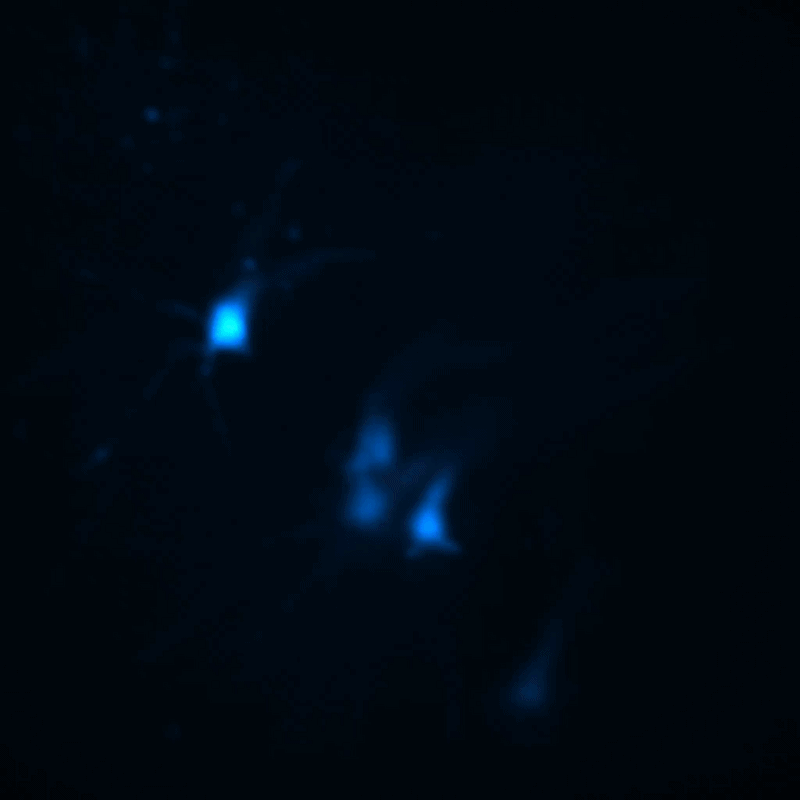 Une série de neurones bleus s’illuminent sur une surface sombre.