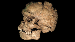 Il y a 100 000 ans, l'un des premiers Homo sapiens hors d'Afrique a été poignardé au visage, selon une analyse