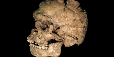Il y a 100 000 ans, l&rsquo;un des premiers Homo sapiens hors d&rsquo;Afrique a été poignardé au visage, selon une analyse