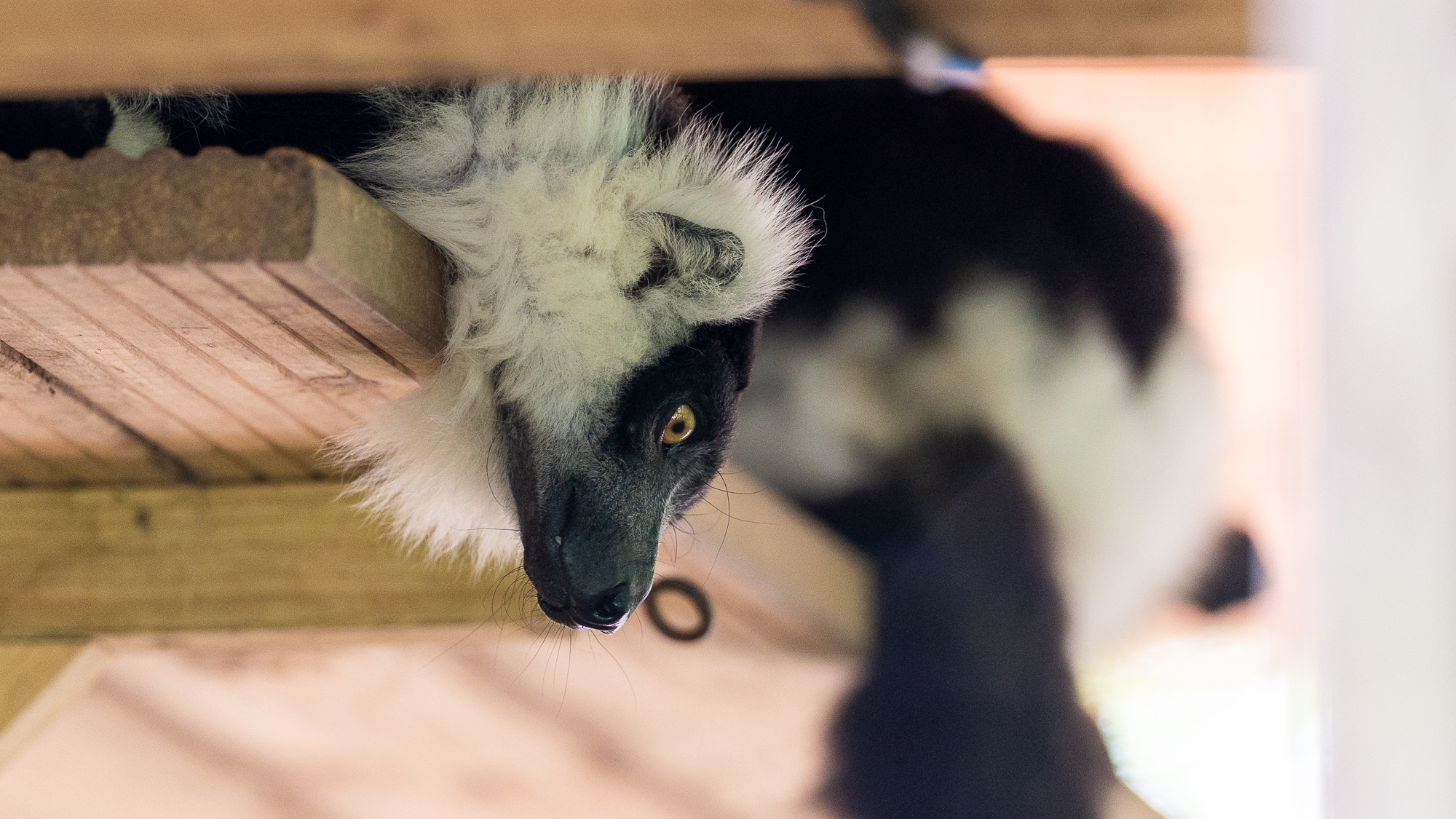visage de lémurien sur une étagère en bois