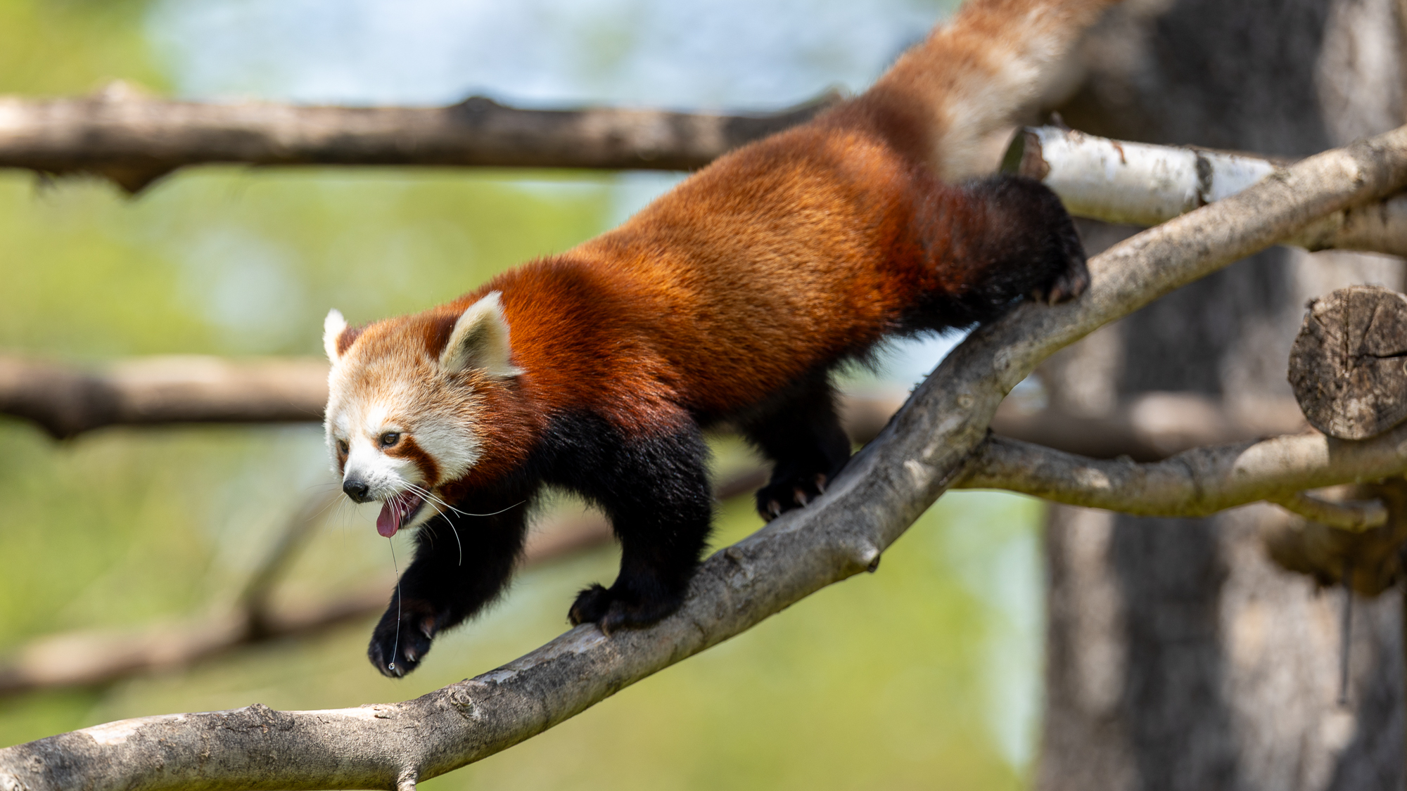 panda roux marchant sur des branches d'arbres