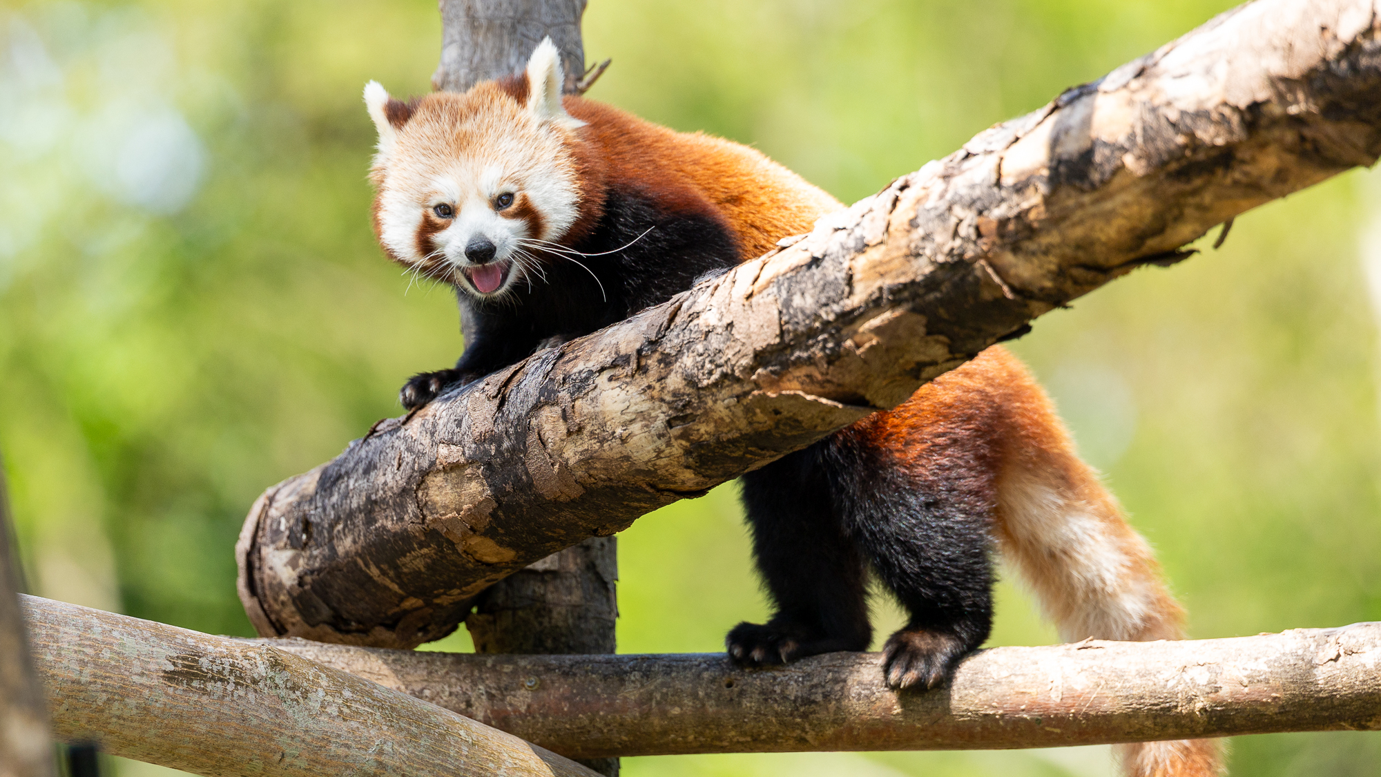 panda roux souriant grimpant sur des branches d'arbres