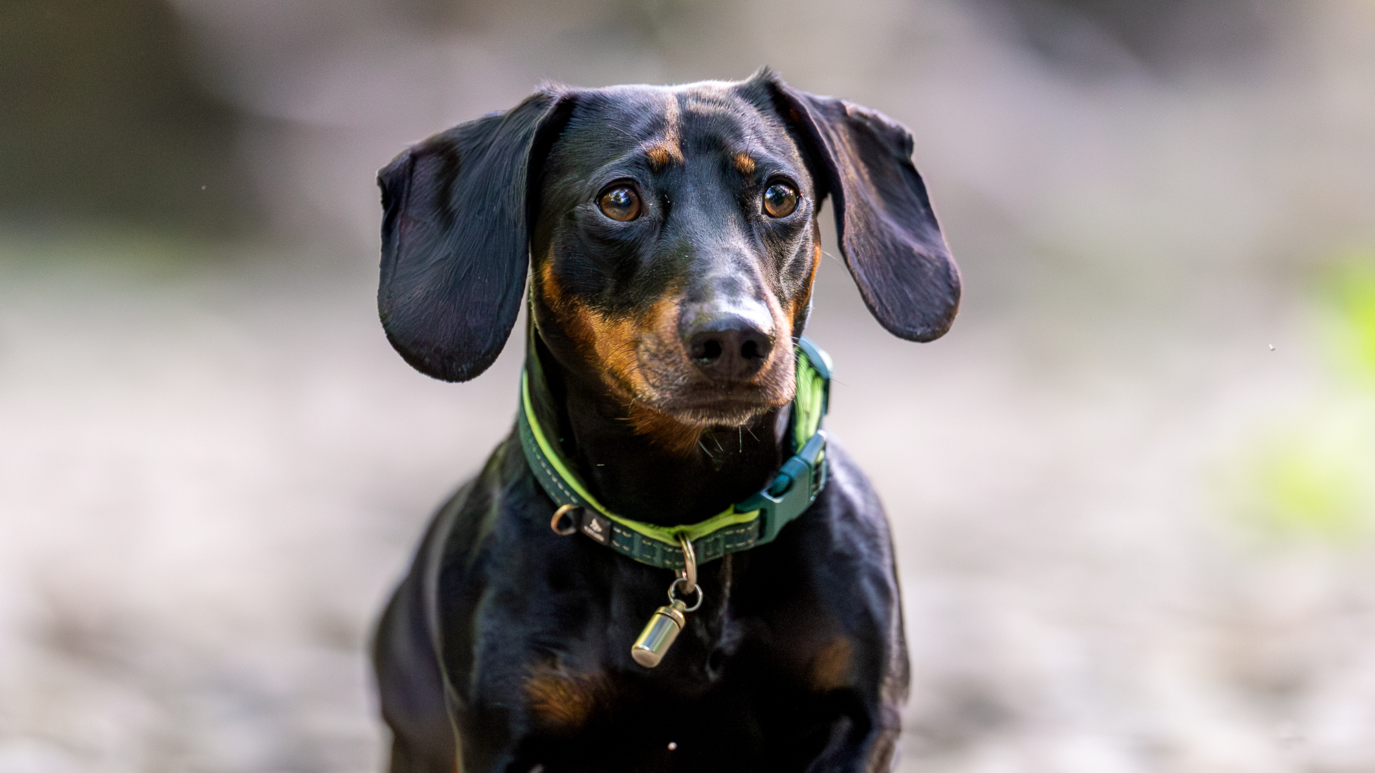 chien saucisse contre des pierres grises