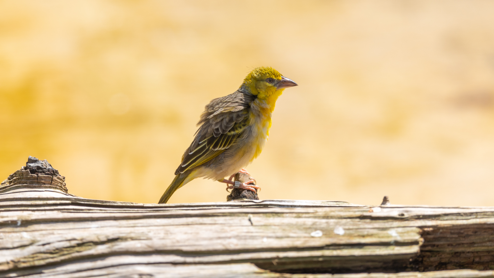 oiseau jaune assis sur une bûche