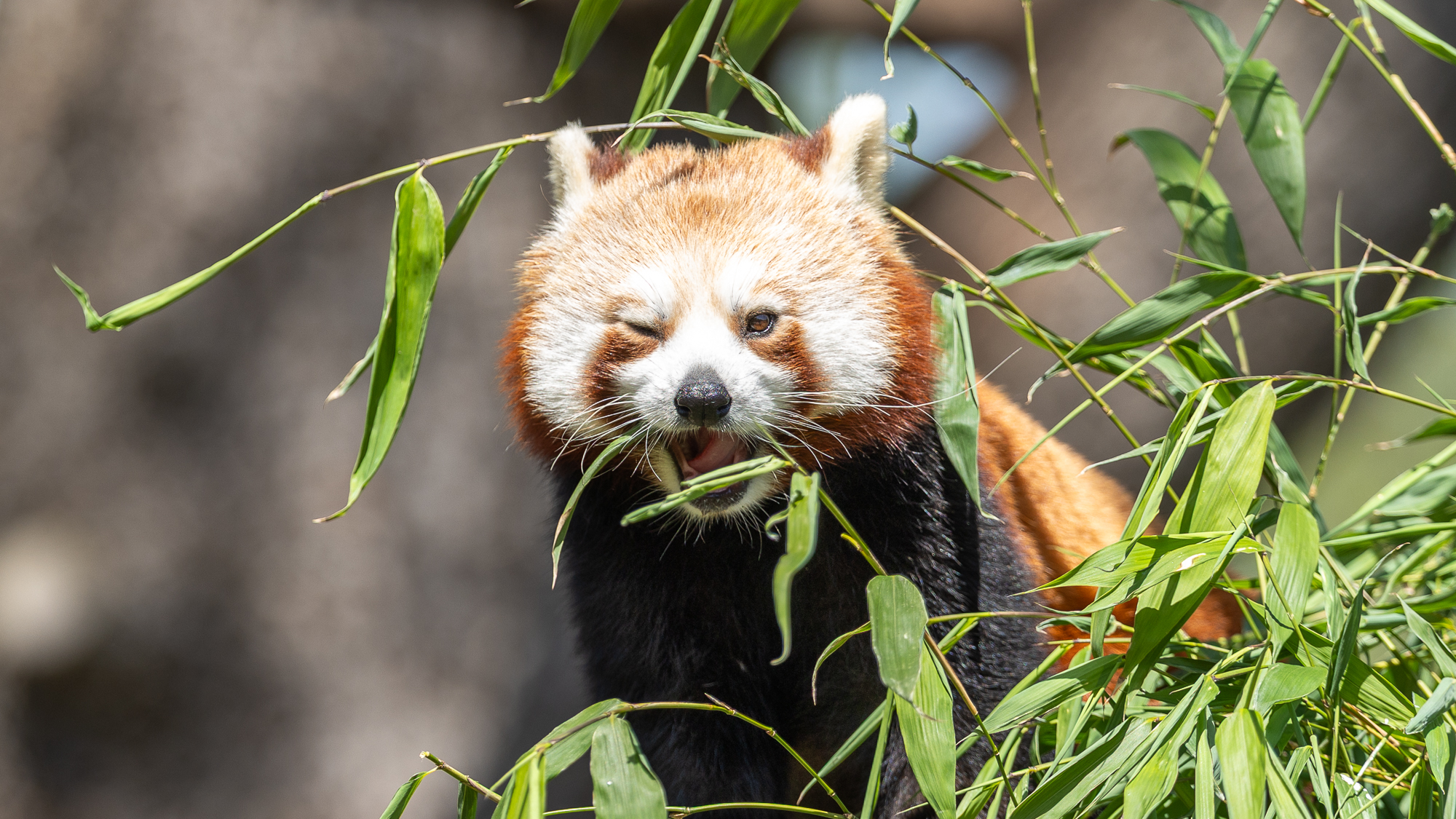 Panda rouge faisant un clin d'œil au milieu du feuillage vert