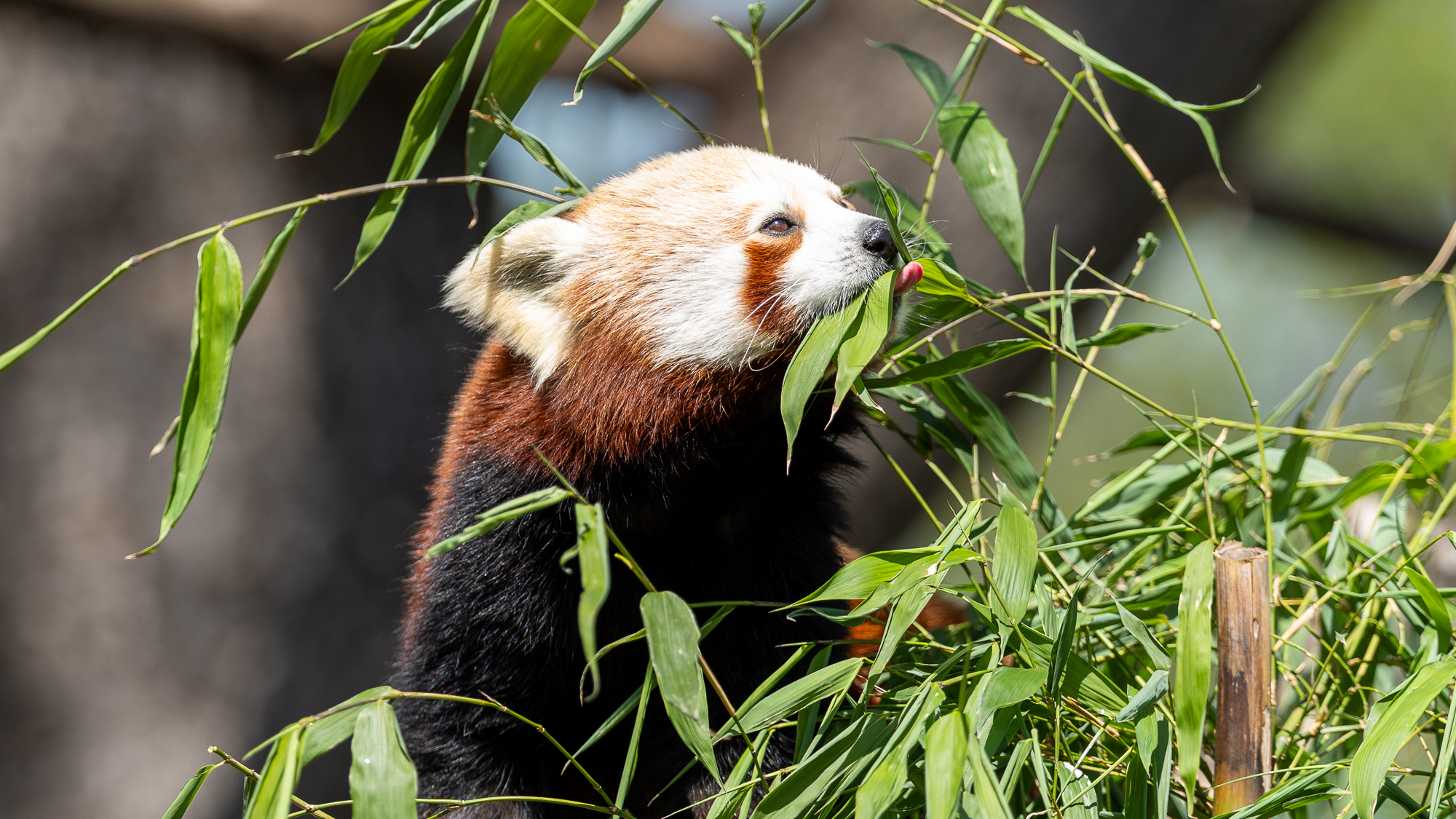 panda roux mangeant des feuilles