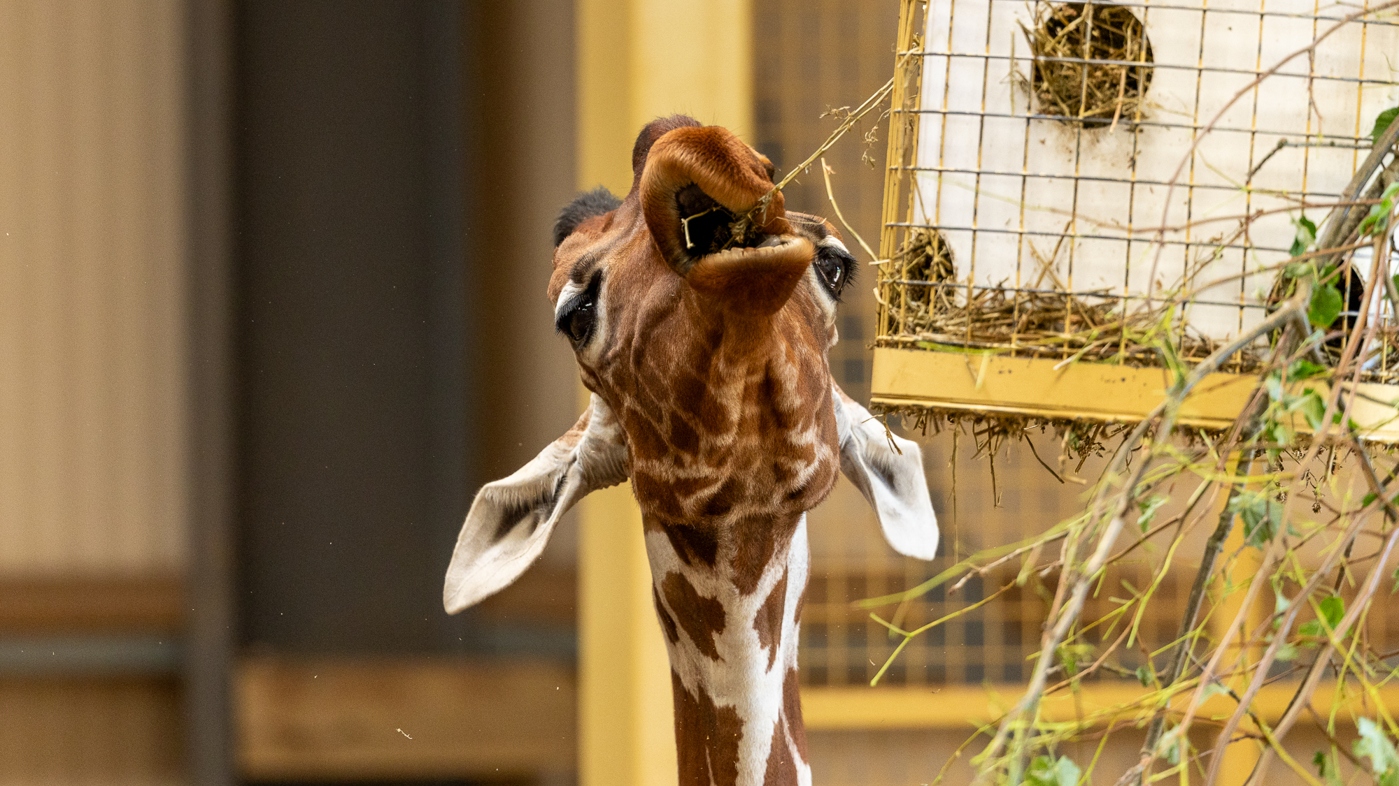 girafe mangeant de la paille
