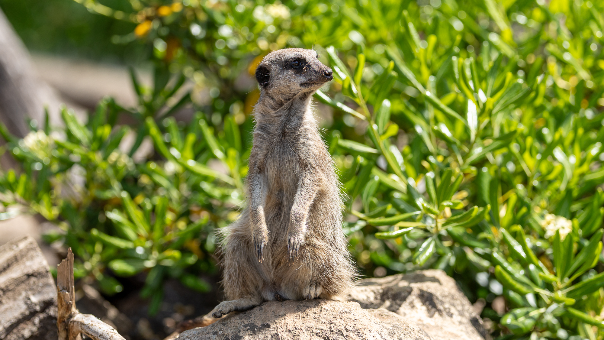 suricate se tenait sur un rocher