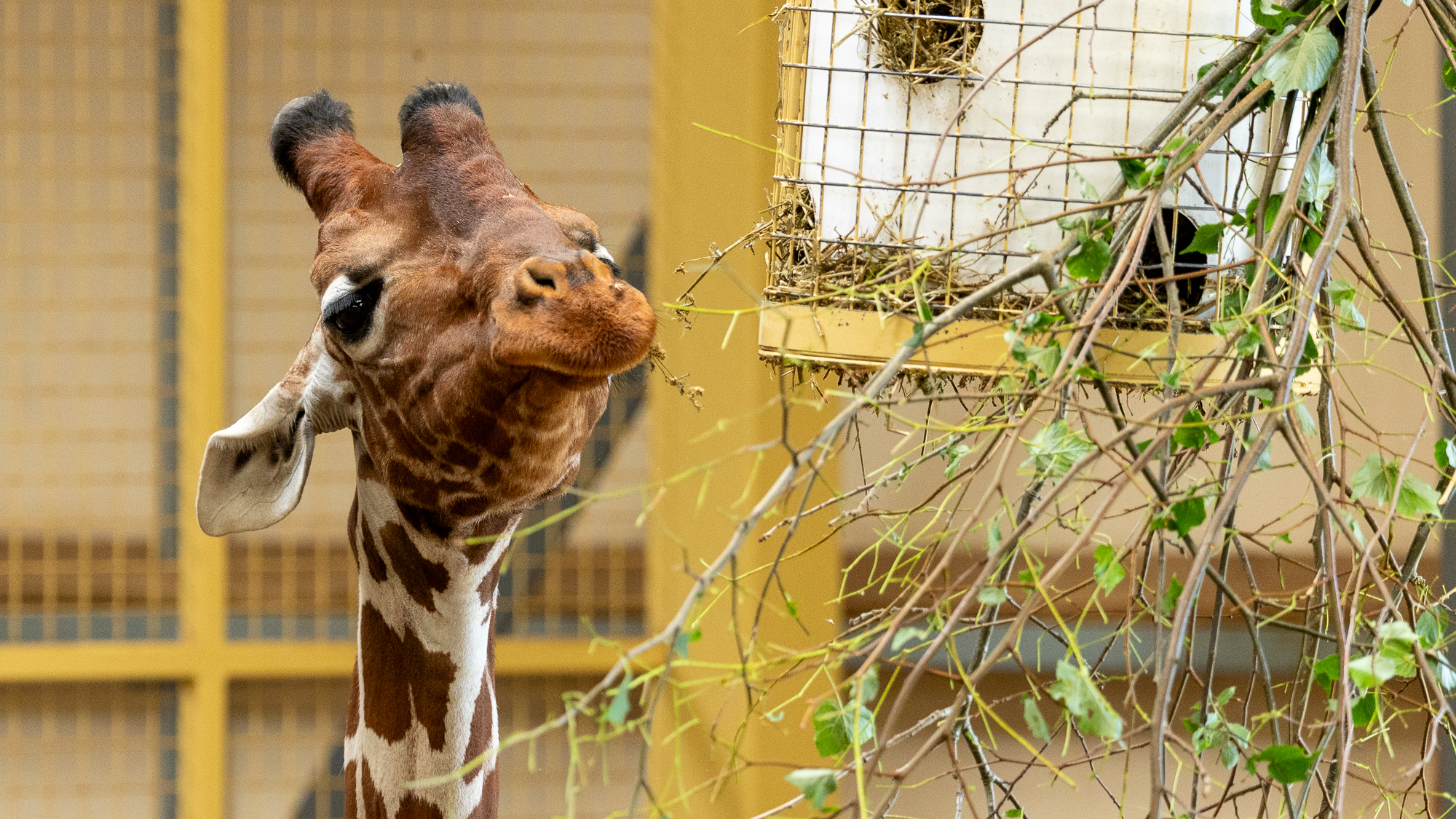 girafe mangeant de la paille