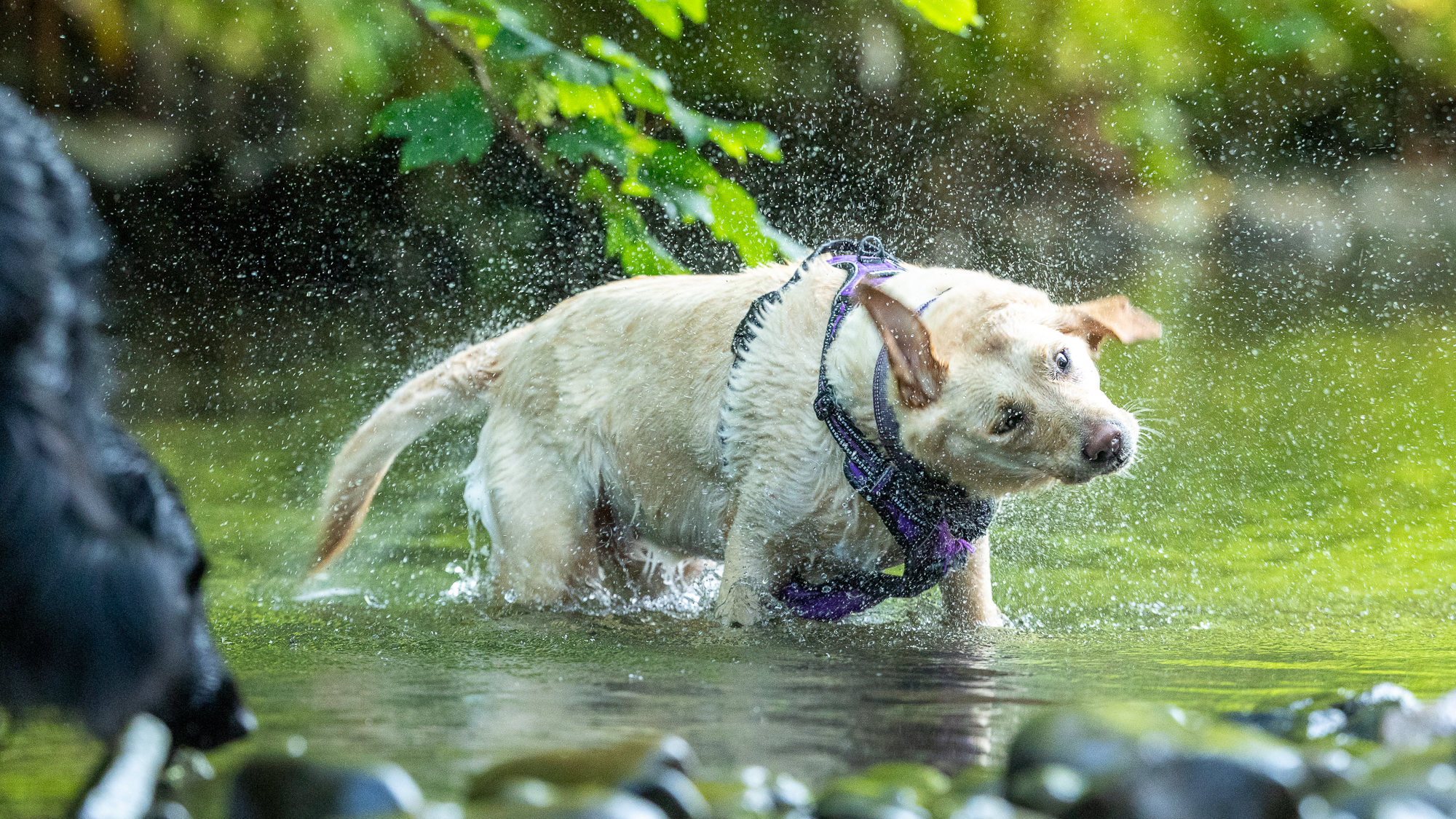 Labrador doré secouant l'eau de son corps