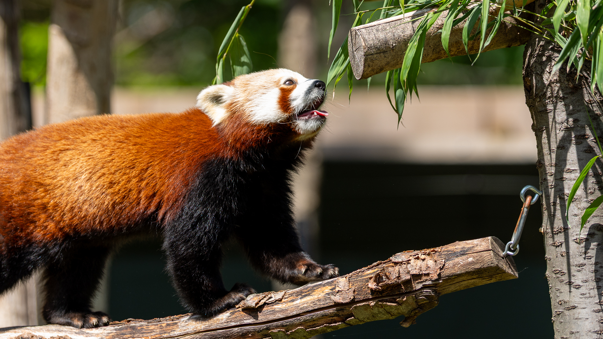 panda roux sur le point de manger des feuilles