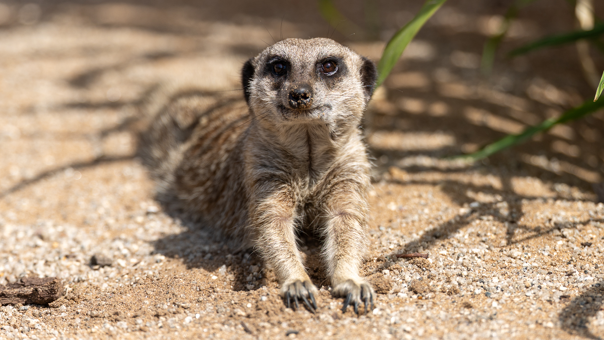 suricate couché