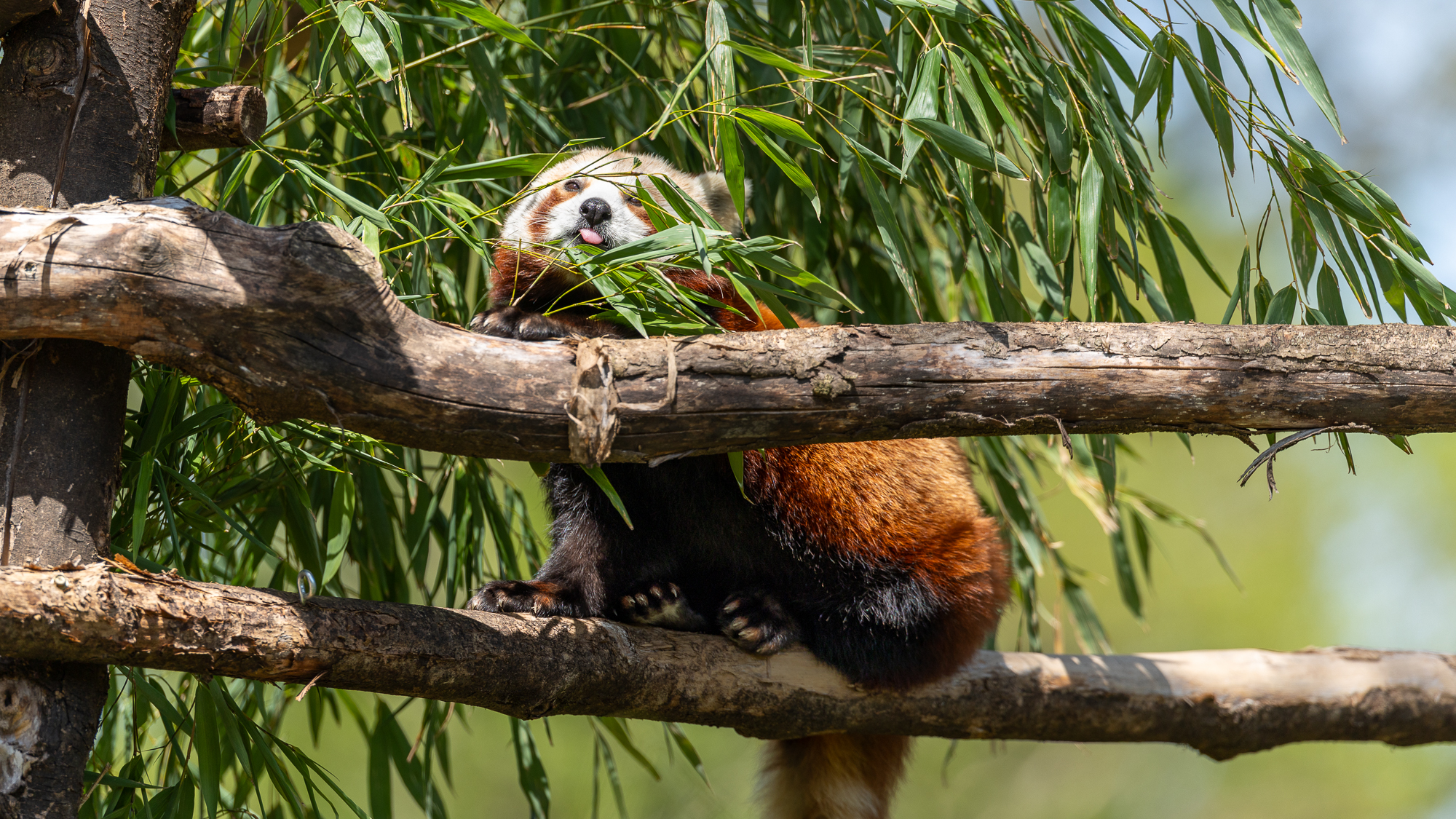 panda roux dans un arbre