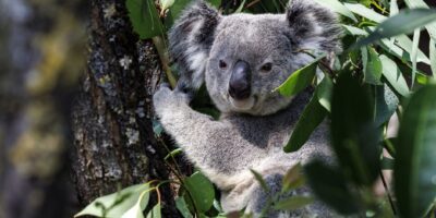 Des scientifiques congèlent des œufs et du sperme de koala pour protéger l&rsquo;espèce de l&rsquo;extinction
