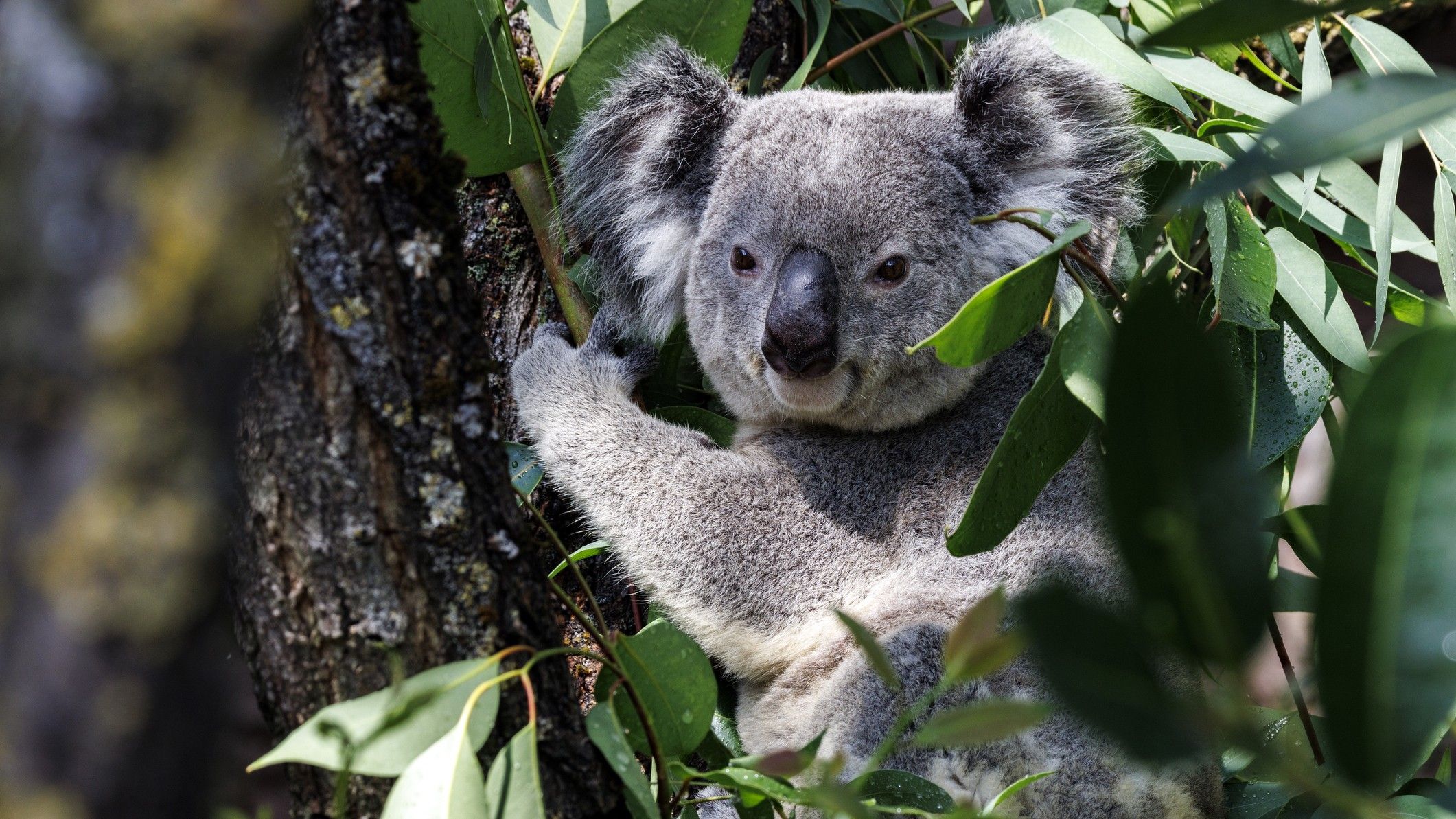 Des scientifiques congèlent des œufs et du sperme de koala pour protéger l'espèce de l'extinction