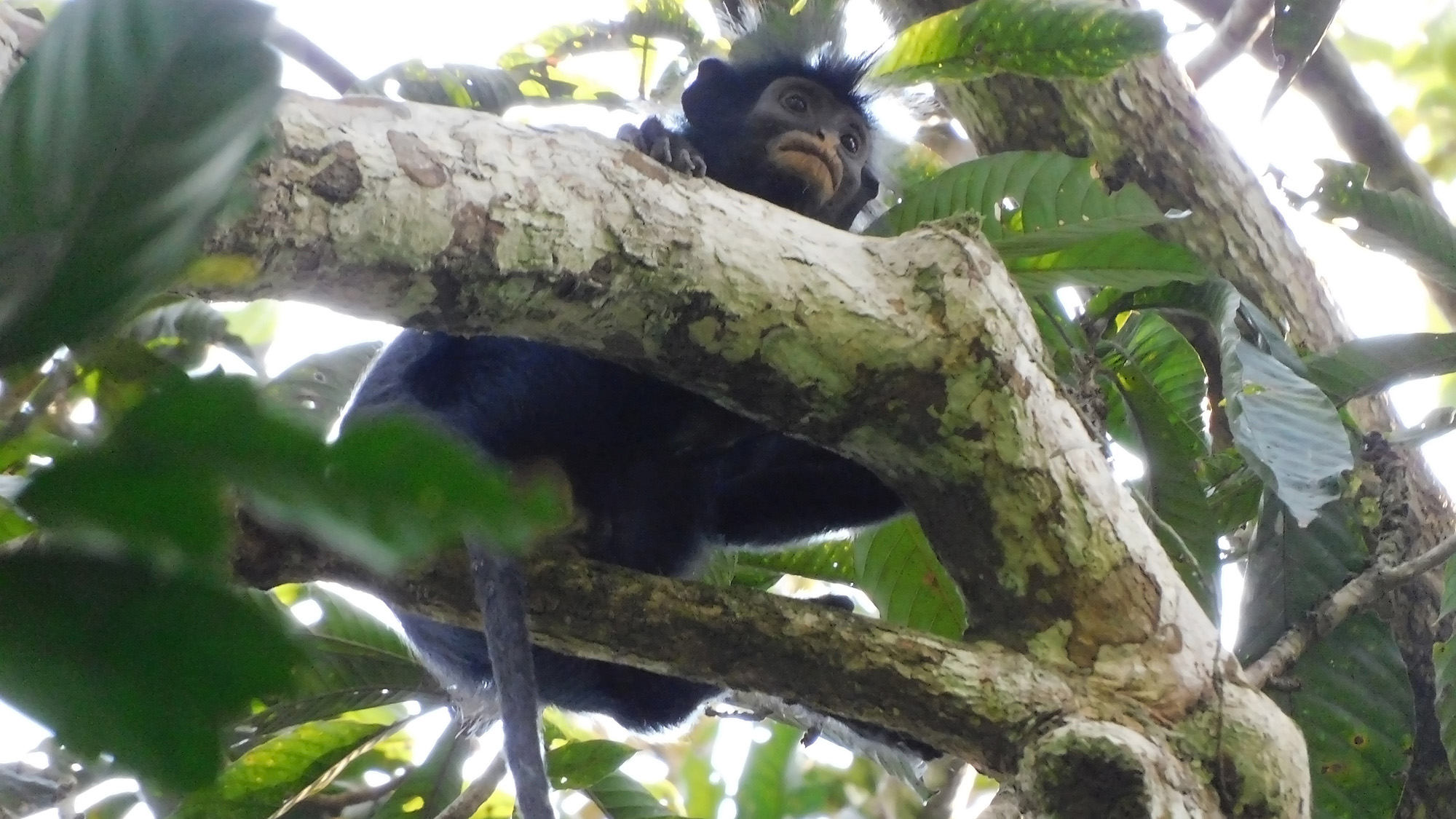 Un gros plan d'un singe aux lèvres orange dans un arbre